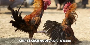 Cách Nuôi Gà Đá – Kinh Nghiệm Huấn Luyện Chiến Kê Từ U888