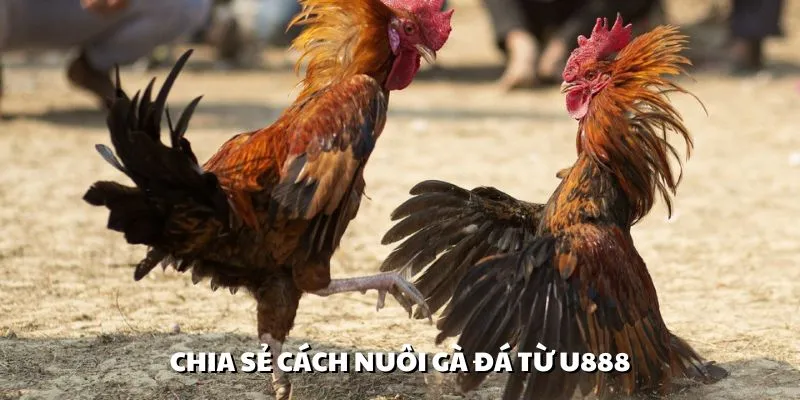 Cách Nuôi Gà Đá – Kinh Nghiệm Huấn Luyện Chiến Kê Từ U888